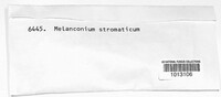 Melanconium stromaticum image